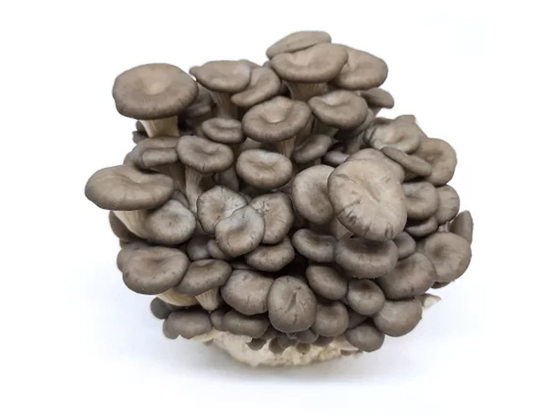 Cách bảo quản nấm yến