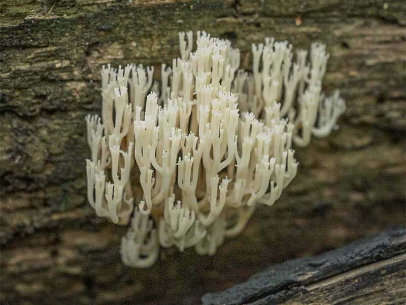 Nấm Artomyces Pyxidatus - Nấm Rể sừng