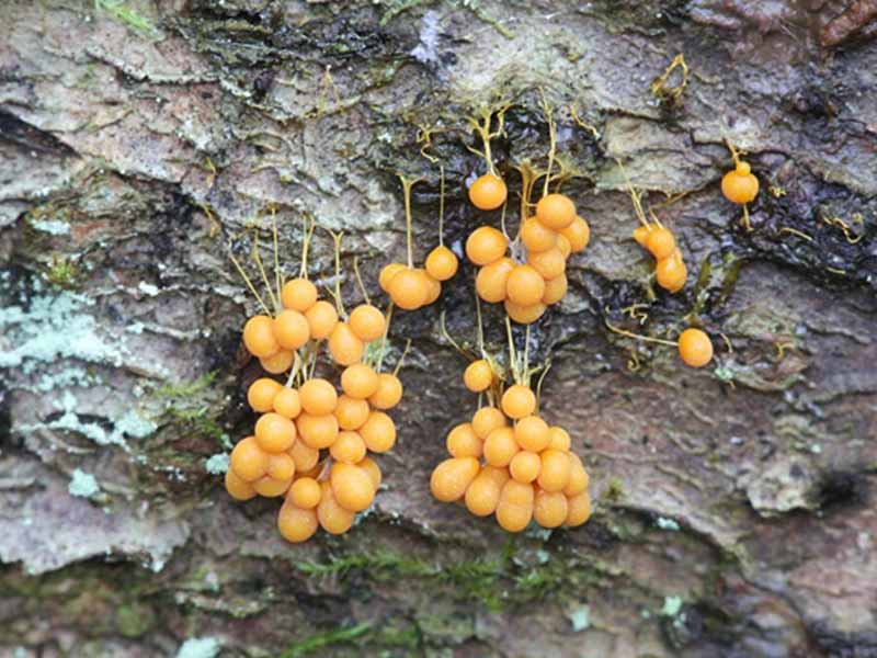 Nấm Badhamia utricularis