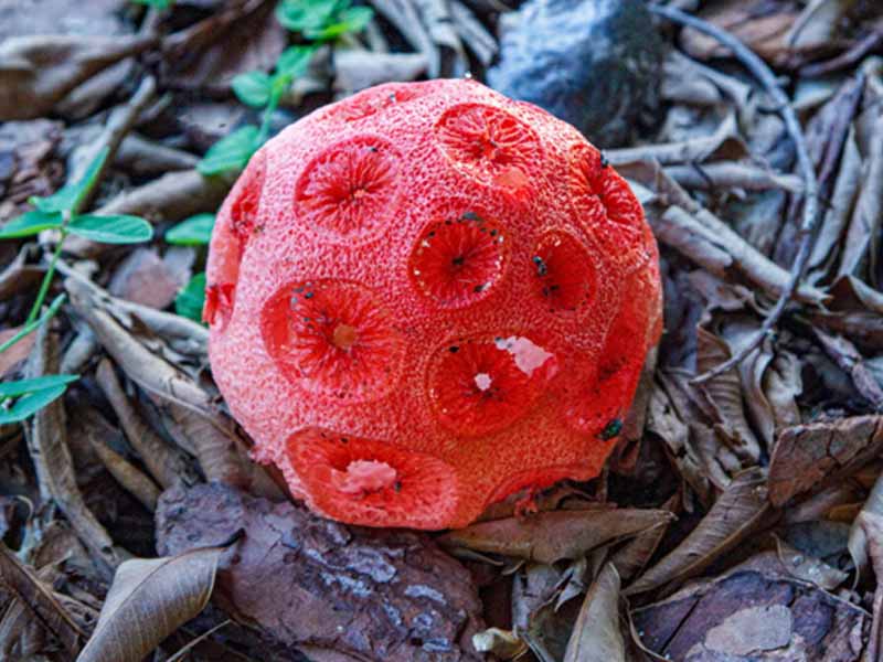 Nấm Latticed Stinkhorn