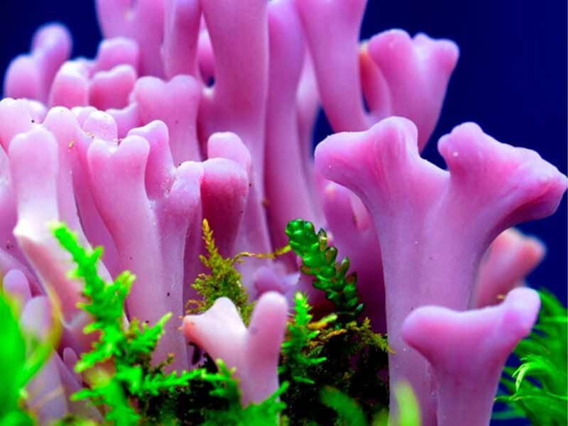 Nấm san hô tím