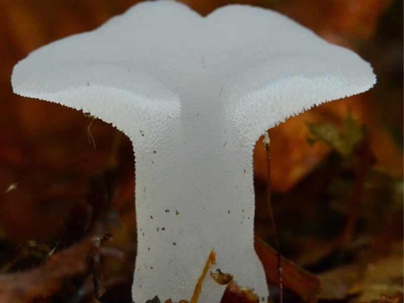 Nấm sữa có răng