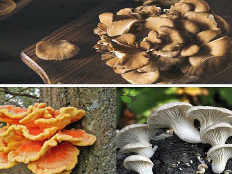 các loại nấm mọc trên thân cây