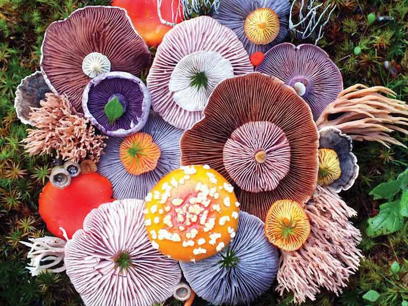 Tổng hợp một số loại nấm đẹp nhất thế giới phần 1