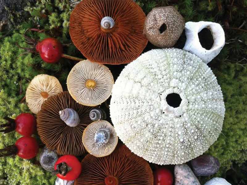 Tổng hợp những loài nấm đẹp nhất thế giới phần 2