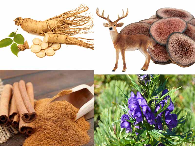 Tìm hiểu về sâm nhung quế phụ