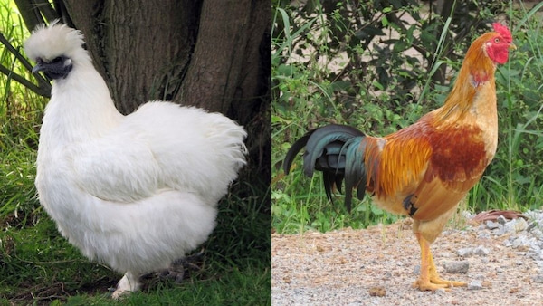 Gà ta và gà ác - Mẹo chọn nguyên liệu tươi và chất lượng cho món gà hầm đông trùng hạ thảo