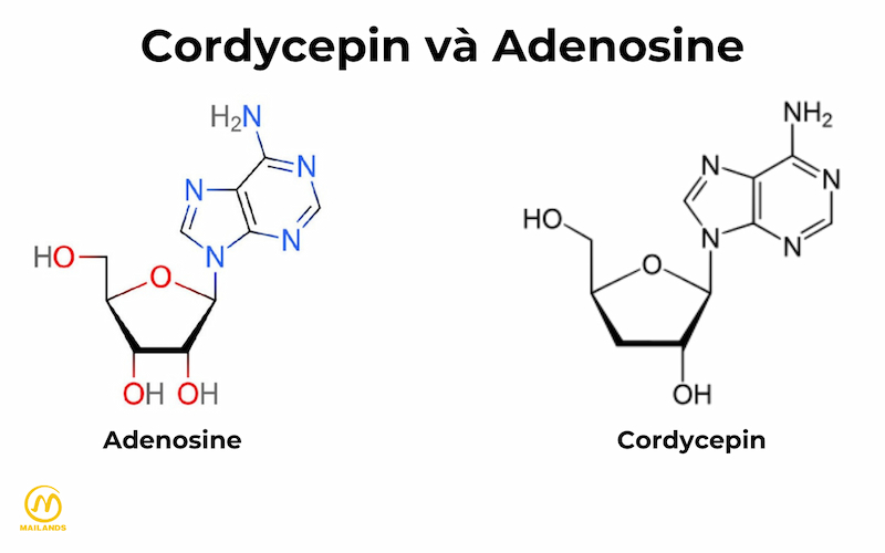 Adenosine và cordycepin