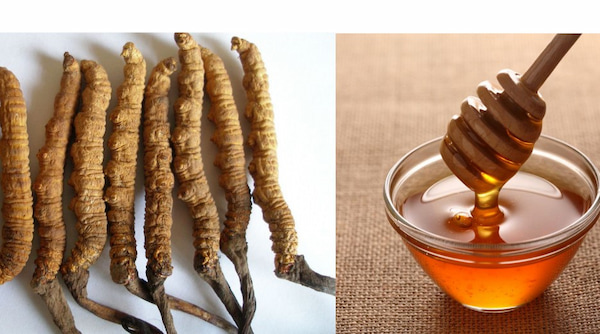 Đông Trùng Hạ Thảo Bhutan ngâm mật ong