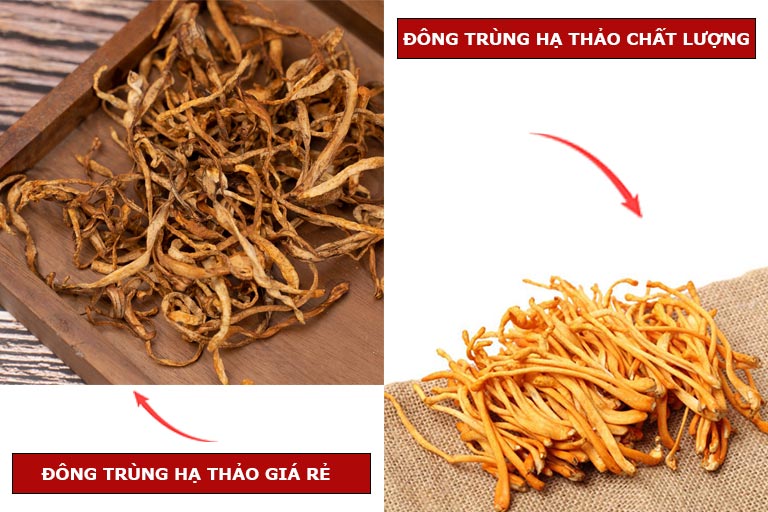 đông trùng hạ thảo giá rẻ